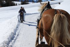 pferdekutschte schlitten winter