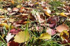herbstlaub farbige blaetter