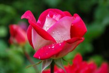 Rosarium