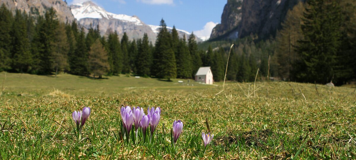 header Groeden Fruehling Langental